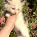 Ragdoll
