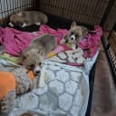 Welsh corgi pembroke