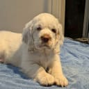 Clumber spaniel