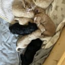 Pugotto
