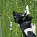 Släthårig foxterrier
