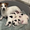 Jack Russell terrier