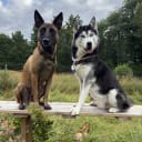 Husky Malinois