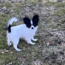Papillon