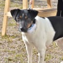 Danish Swedish Farmdog