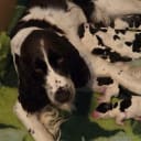 Engelsk springer spaniel