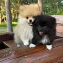 Pomchi