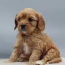 Cavapoo