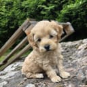 Cockerpoo