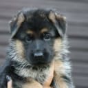 Tysk Schäferhund