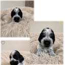 Cocker spaniel