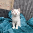 Ragdoll