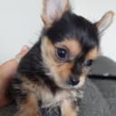 Chorkie