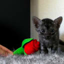 Egyptian Mau