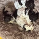 Lagotto romagnolo