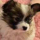 Papillon