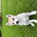 Siberian husky