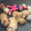 Labrador retriever