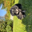 Dvärgschnauzer