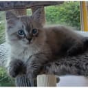 Sibirisk katt
