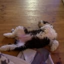 Spanish Water Dog (Perro de Agua Espanol)