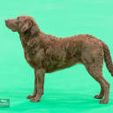 Chesapeake bay retriever