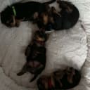 Yorkshireterrier