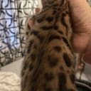 Bengal