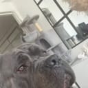 Cane corso