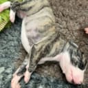 Whippet