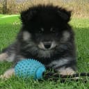 Finsk lapphund