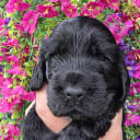 Cocker spaniel