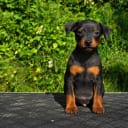 Dvärgpinscher
