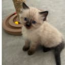 Ragdoll