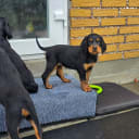 Gordonsetter