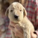 Labradoodle