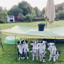 Border collie