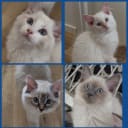 Ragdoll