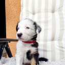 Border collie