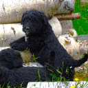 Bernerdoodle