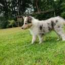 Collie