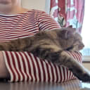 Maine Coon