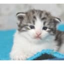 Norsk skogkatt