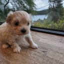 50%russisk bolonka 50%chihuahua/shi