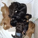 Cocker spaniel