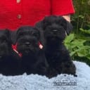 Dværgschnauzer