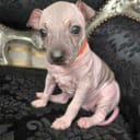 American hairless terrier