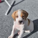 Pointer