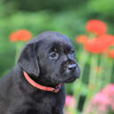 Labrador