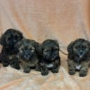 Havanese